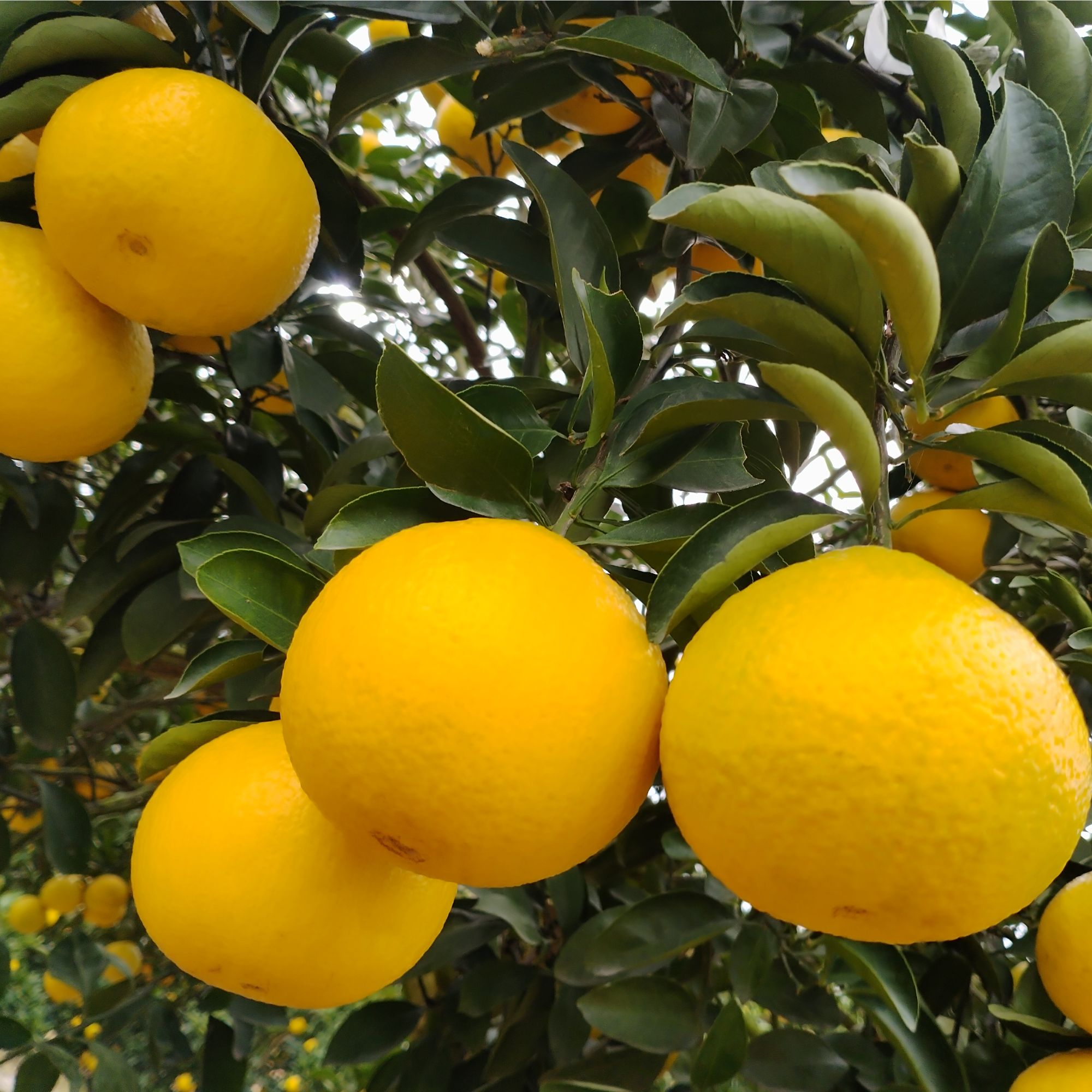 【新品桔柚】江西赣南会昌桔柚酸甜无籽橘柚新鲜孕妇水果现摘现发