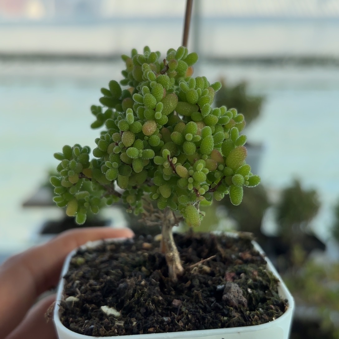 想****850蜜橘糖啊枝干福利