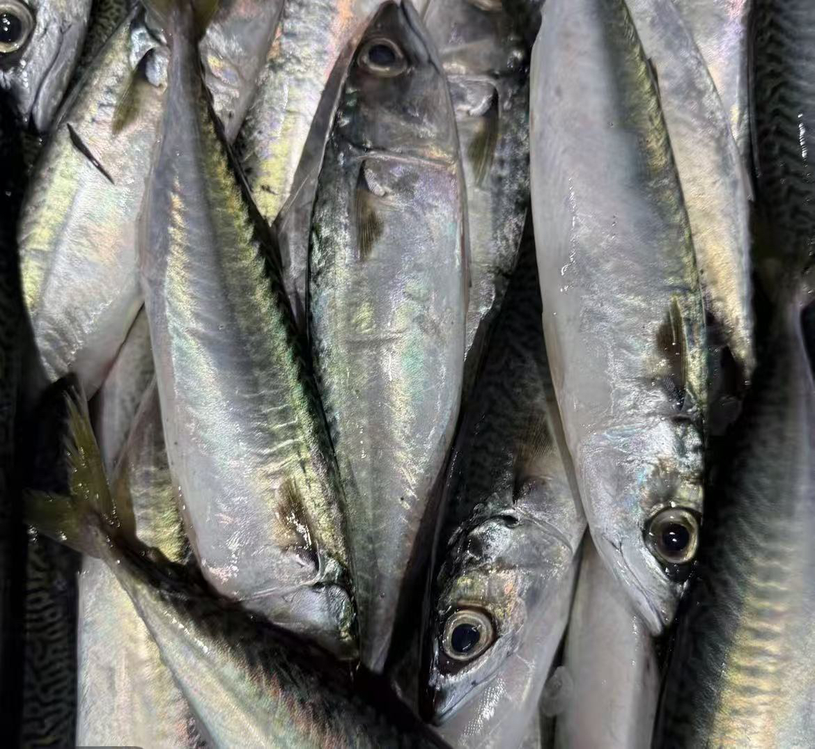惠来神泉泉照灯花仙鱼