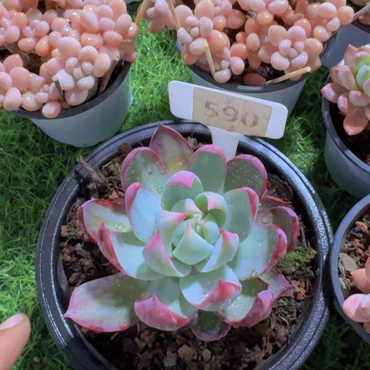 健健康康平平安安