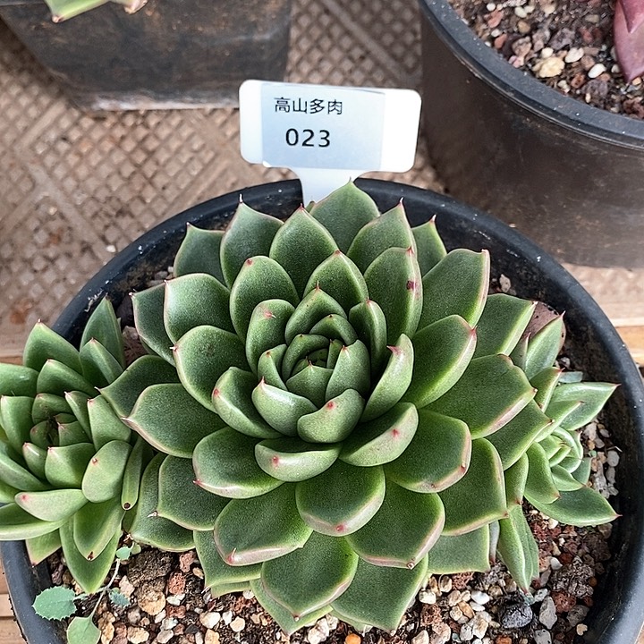 D023- 直播福利 东云
