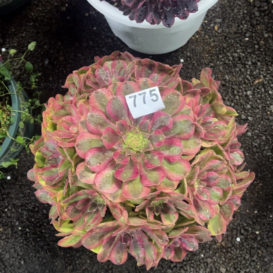 我是真的很喜欢这个