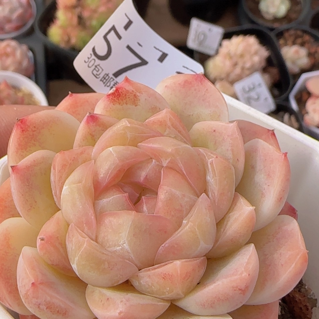 粉珍妮单头一颗脱土