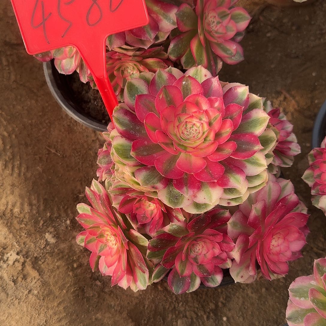 4580倾城多肉法师