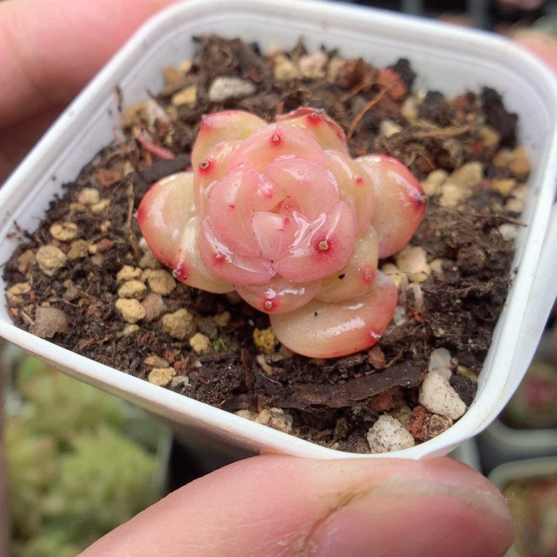 E36y y y y y y g g