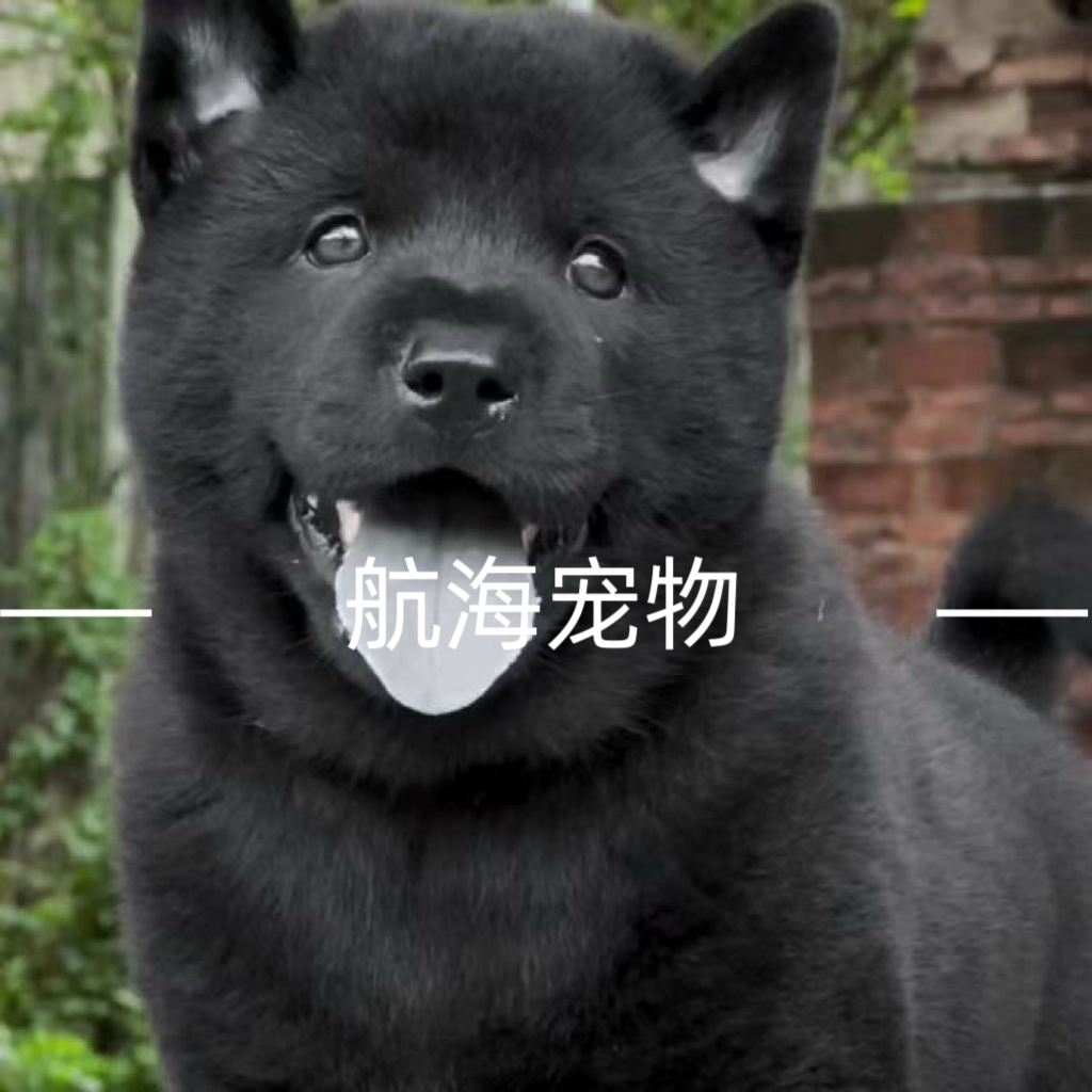 中华田园犬五黑犬土松犬黄狗白面宠物狗活体