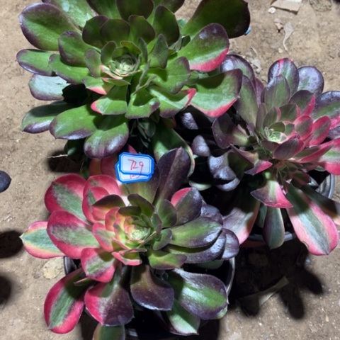 ✨****)729多肉植物组合