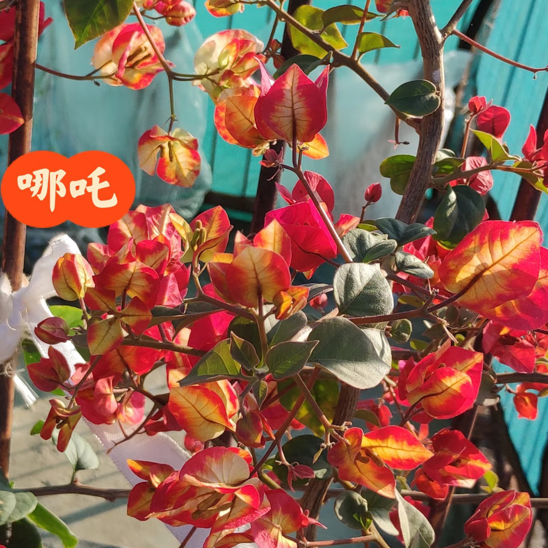 【哪吒】三角梅花卉勤花四季开花基地直发