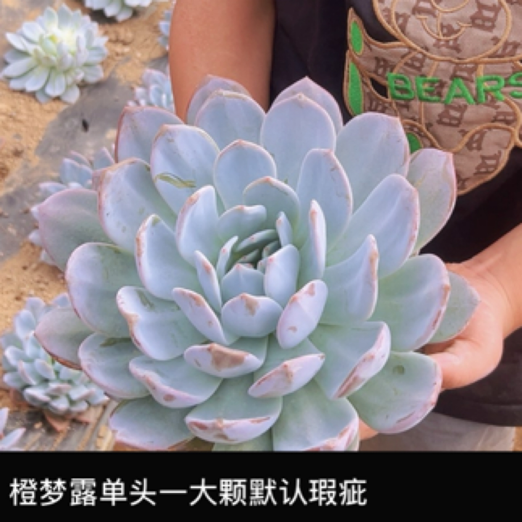 大单头橙子多肉默认瑕疵介意勿拍