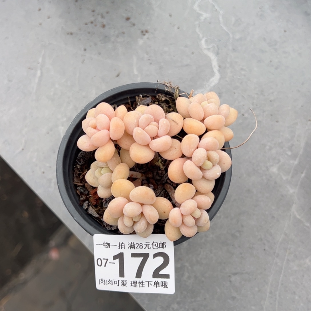 奶白糖多肉多肉多肉多肉