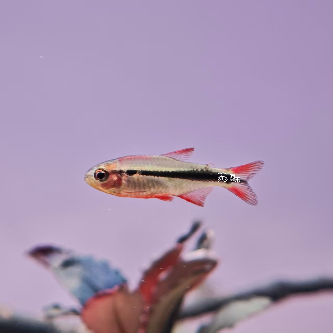 万禾WANHE宝石绿魔鬼灯鱼