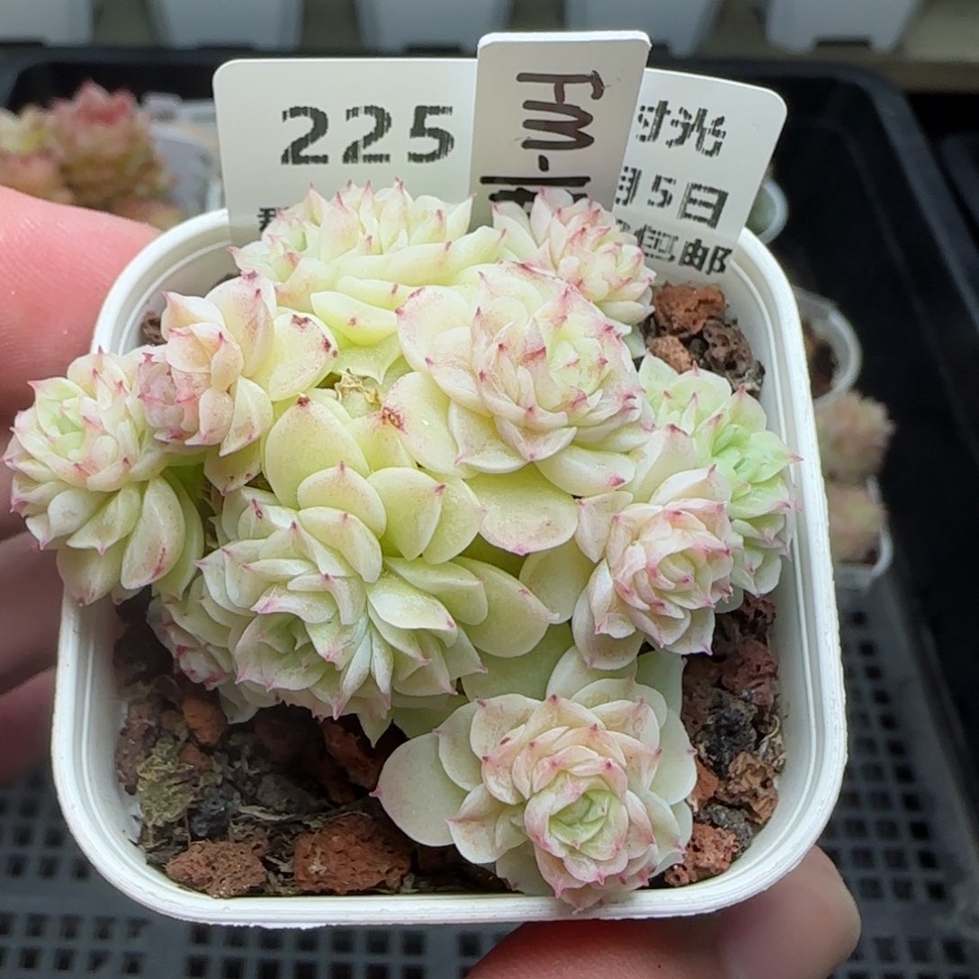 绥*0205-225（FM-110）