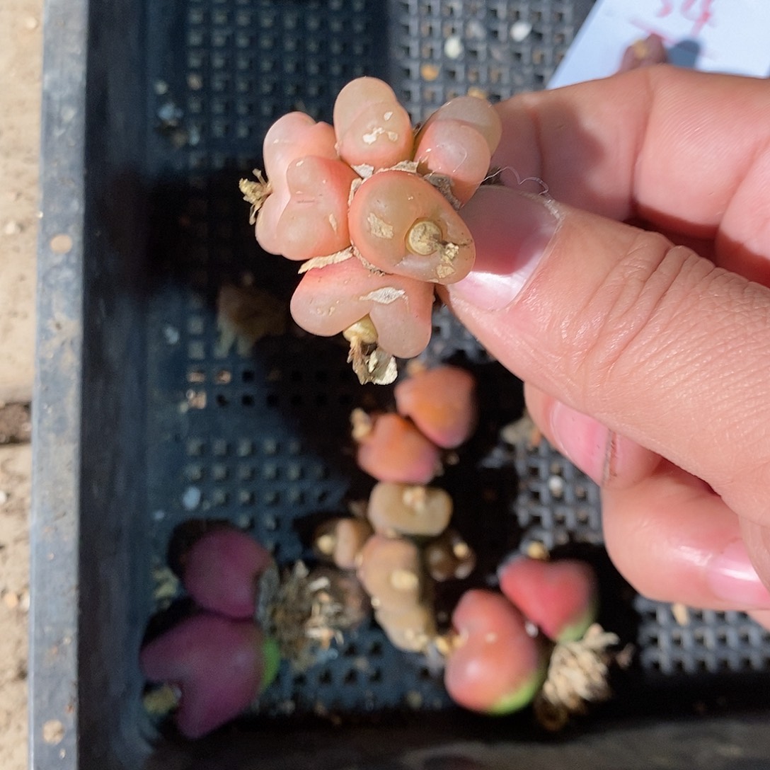 2375。   蟠桃群生有瑕疵。 