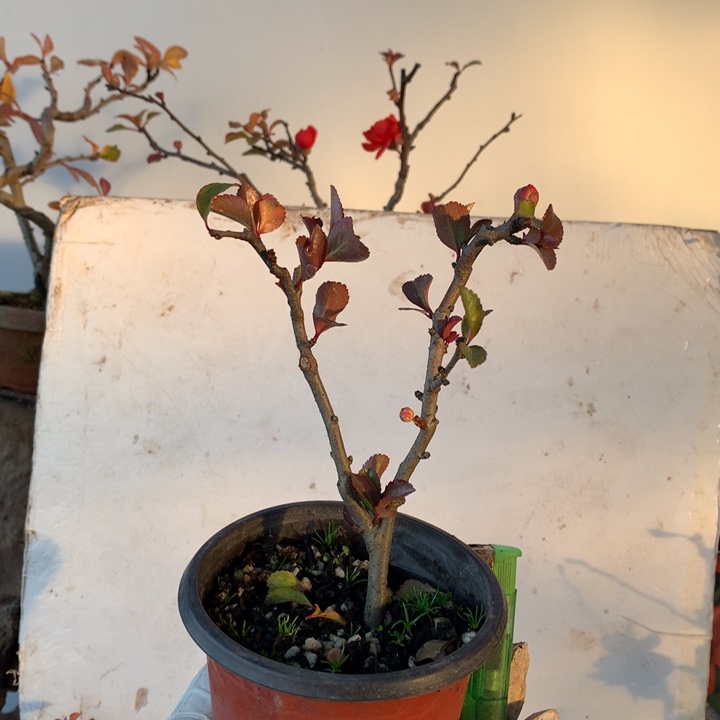 无花朵静***原生小品