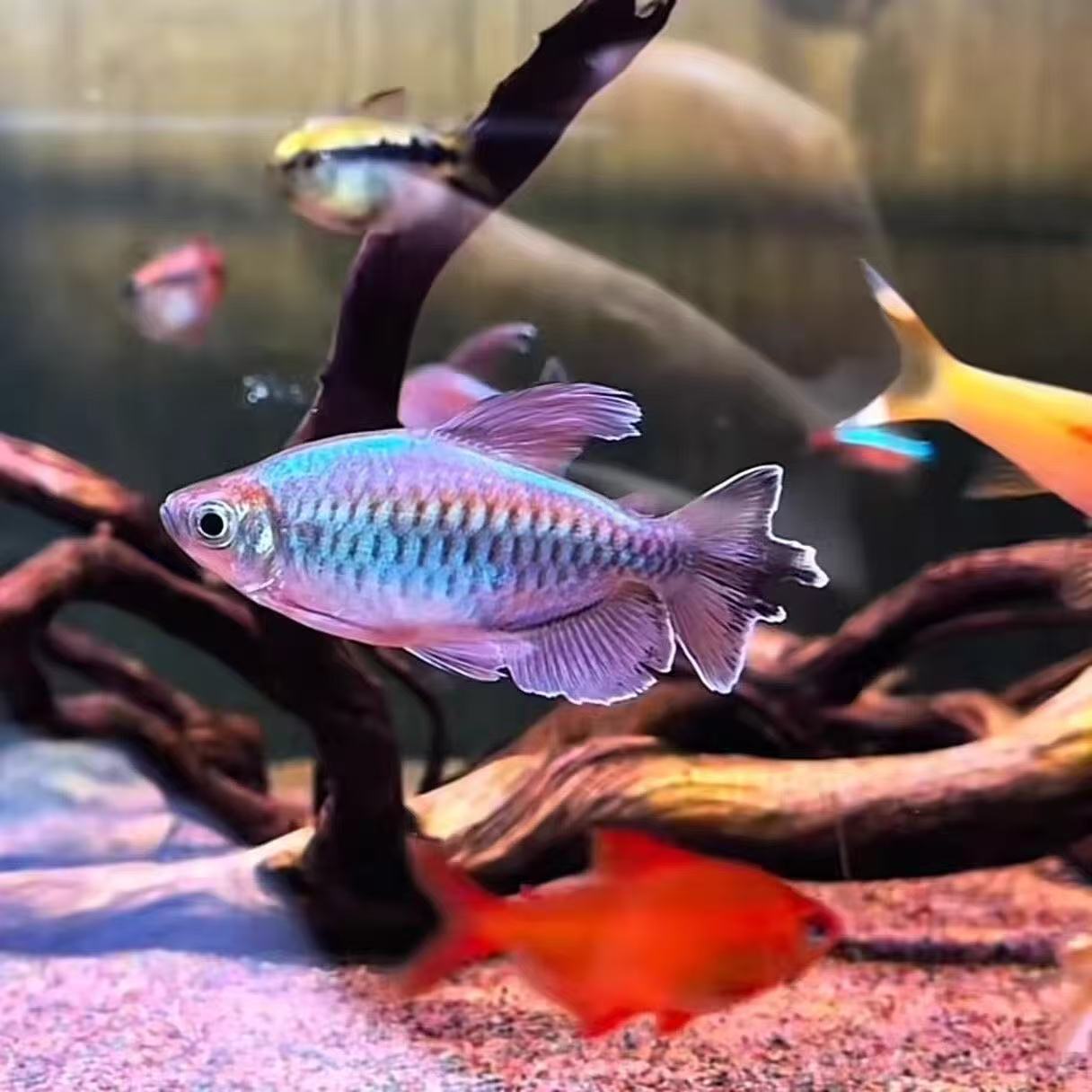 刚果美人纯公拉丝草缸灯科电光美人石美人红尾美人热带鱼新手