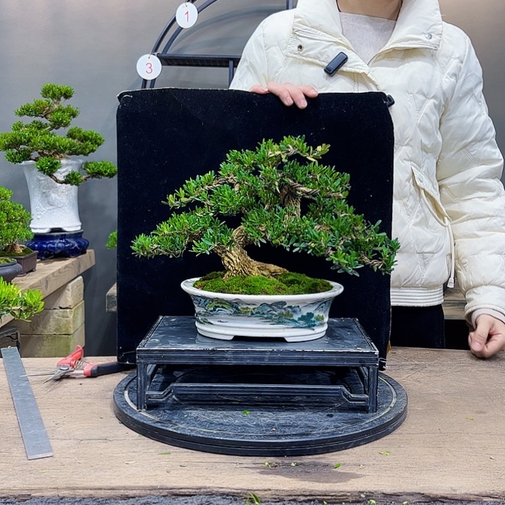 黄杨盆景四季常青不落叶