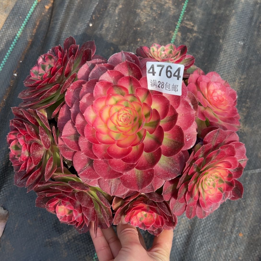 多肉植物4764荔枝