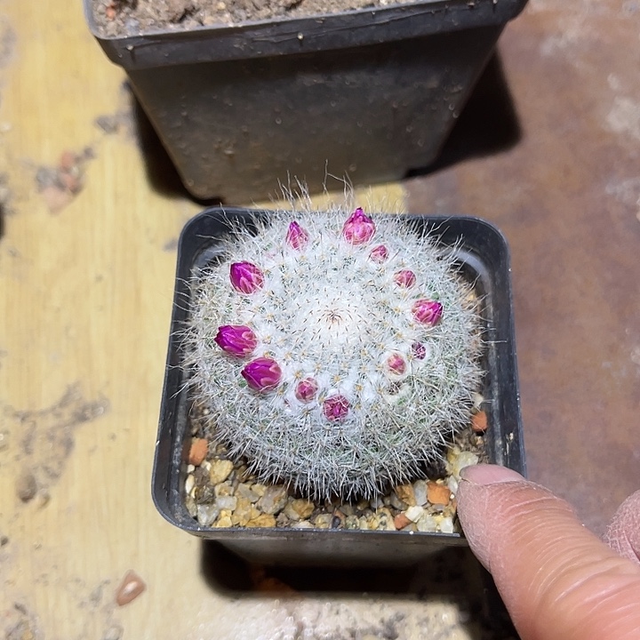 满38包邮2天凑单，脱土晾根发货多肉植物