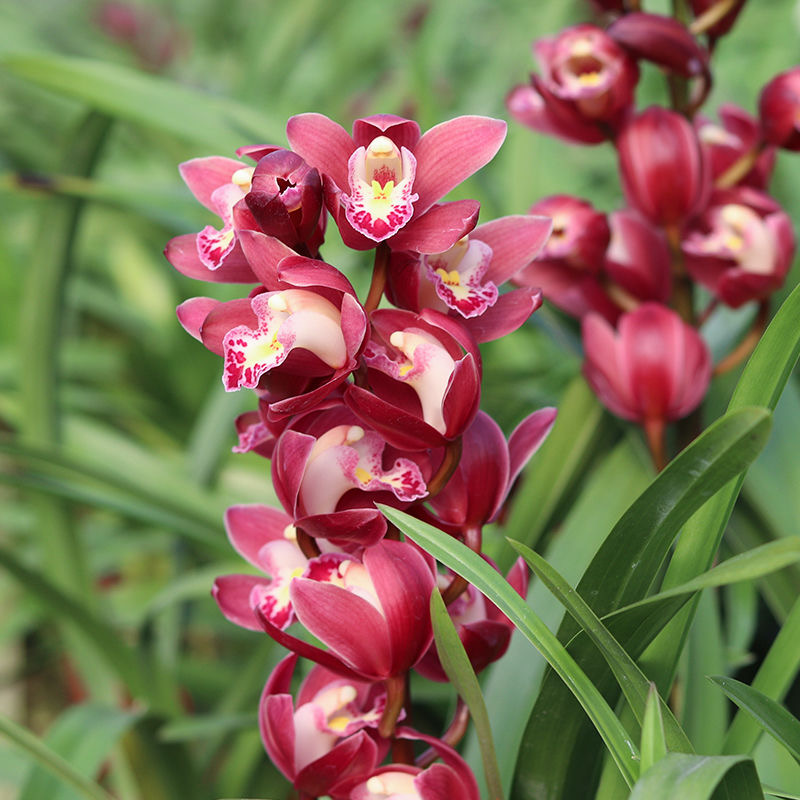 【带2支花剑】高端精品【红宝石】浓香型兰花室内好养花卉植物花香