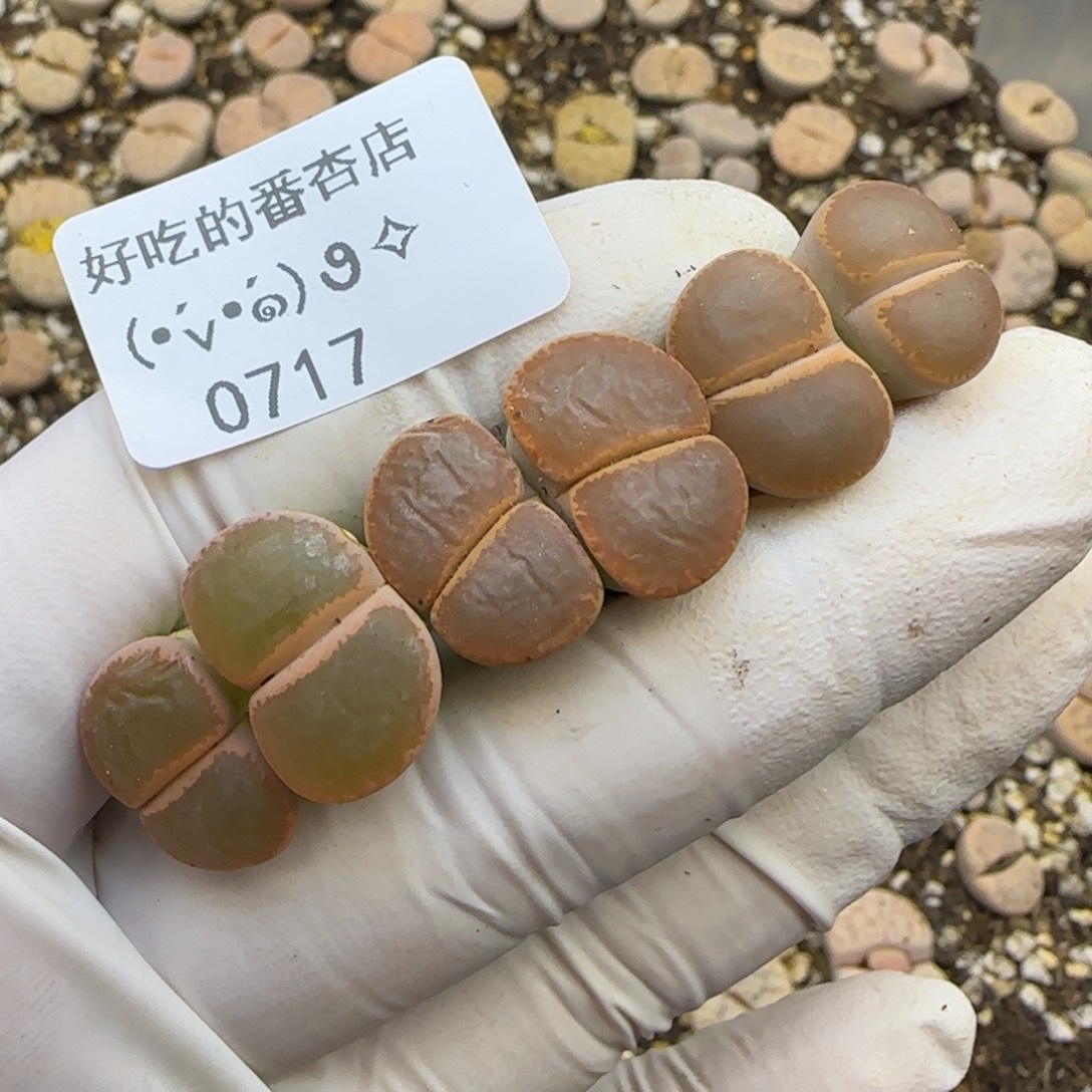 0717。默认脱土。18包邮。偏远88包邮