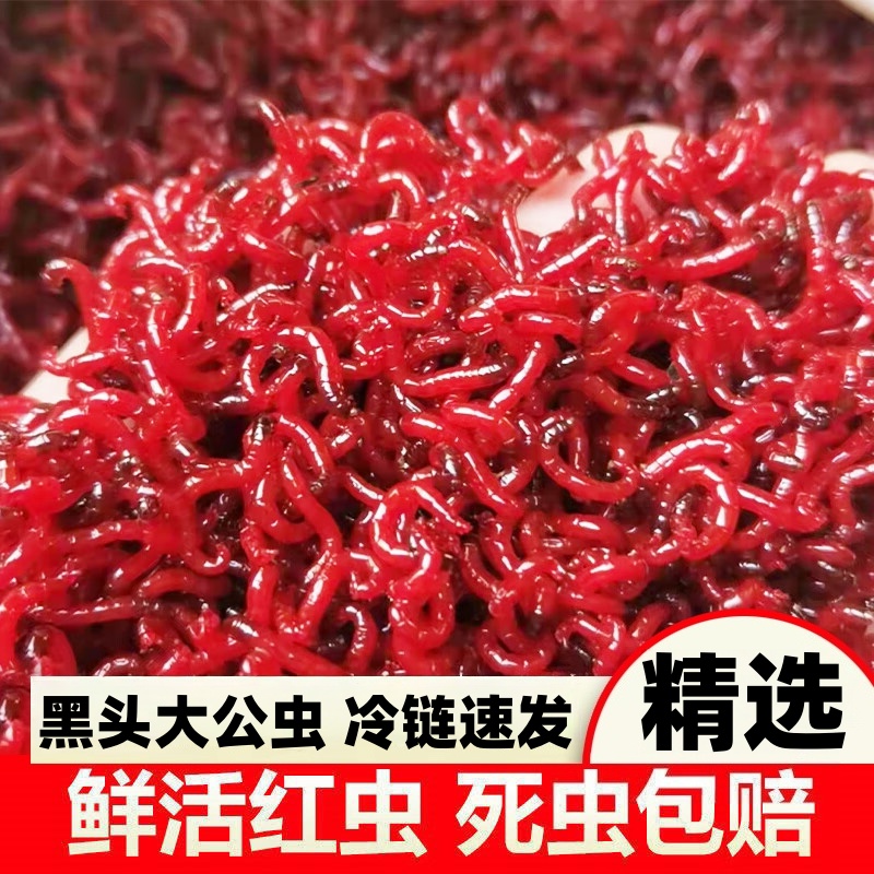 【个大鲜活】红虫大号活体公虫活饵喂鱼饵拉饵鲫鱼野钓饵料钓鱼鱼饵