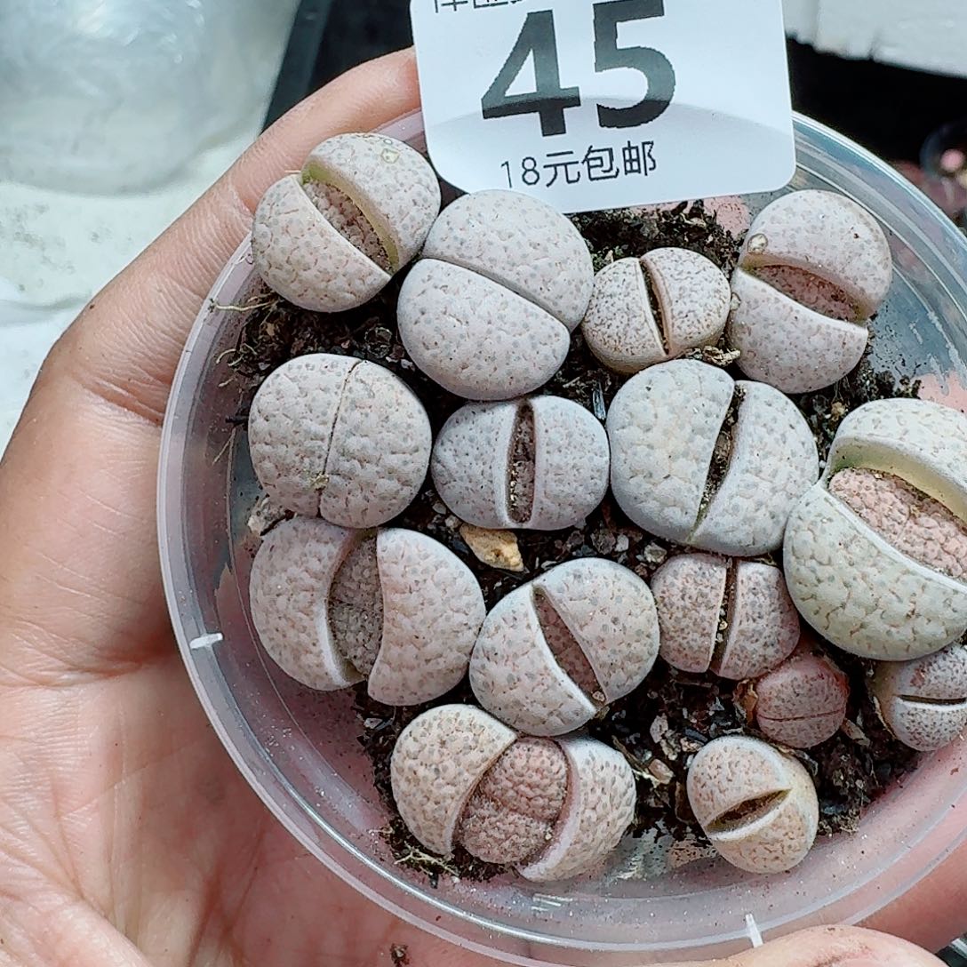 45多肉植物多肉植物