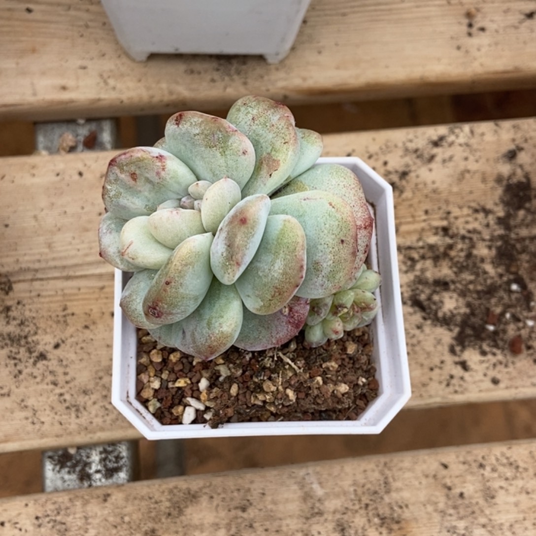 两头冰玉石化胖体绿裤