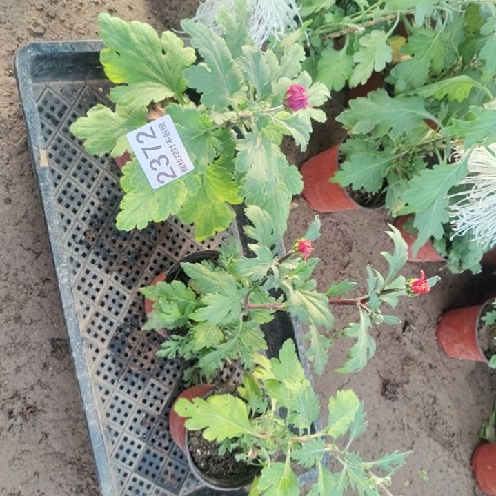 完全开放不包损一物一拍老根2372