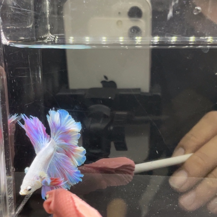 斗鱼哈哈哈啊哈哈h476