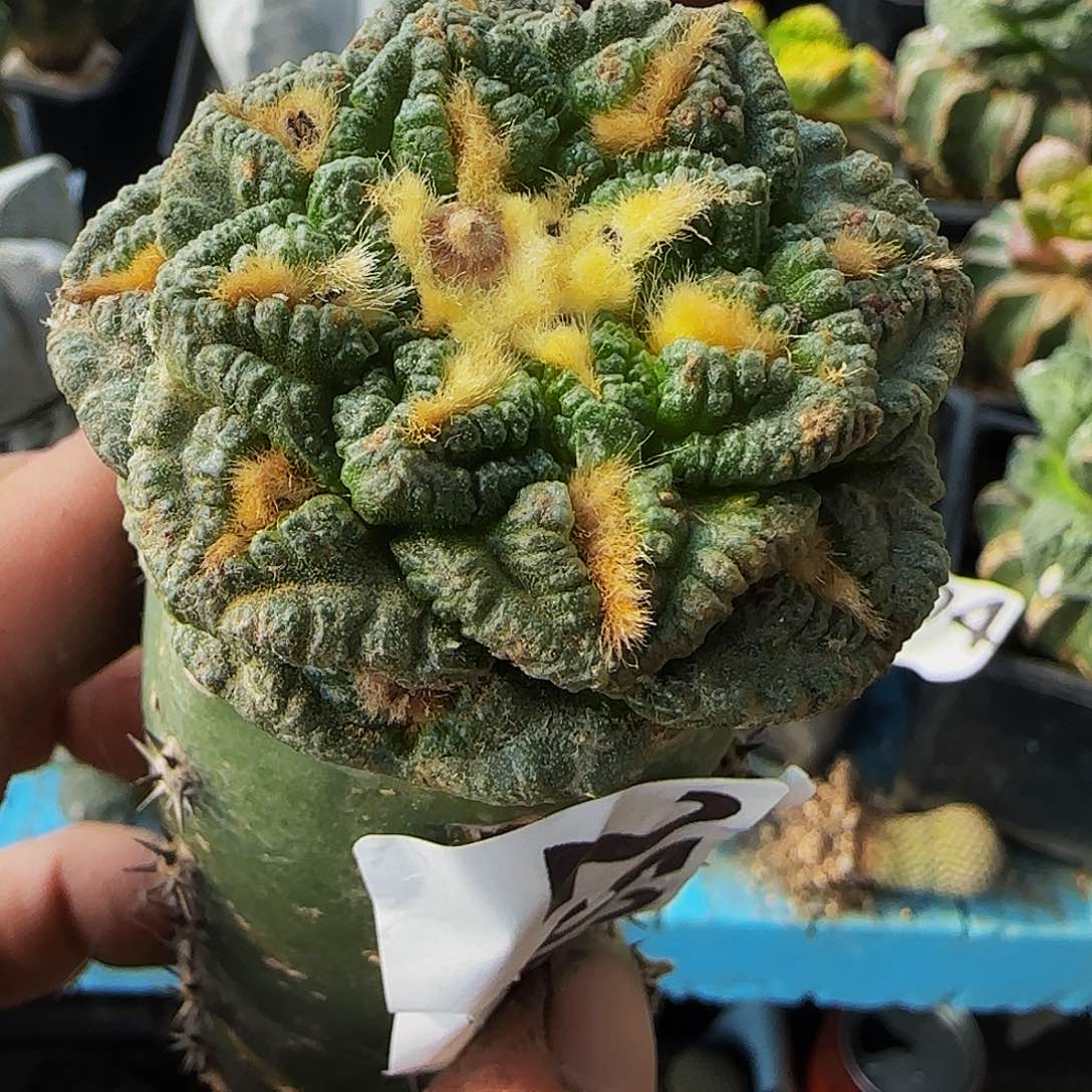 老系龟甲牡丹252