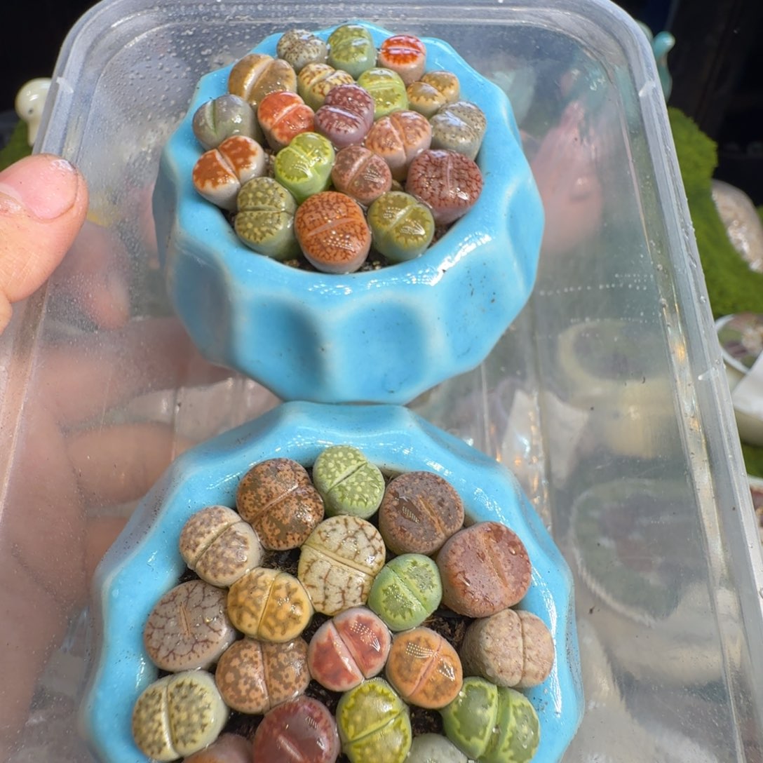 天***灵多肉植物福利冲216