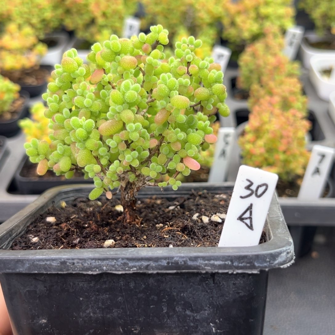 金桔糖球蘑菇头30号