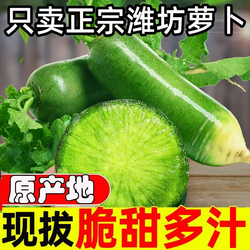 潍萝青萝卜绿源青脆正宗潍坊水果萝卜甜脆爽口青人参潍县萝卜