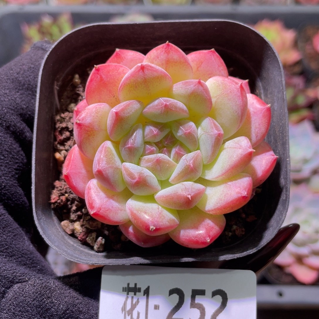 花利美1-252白桃汽水