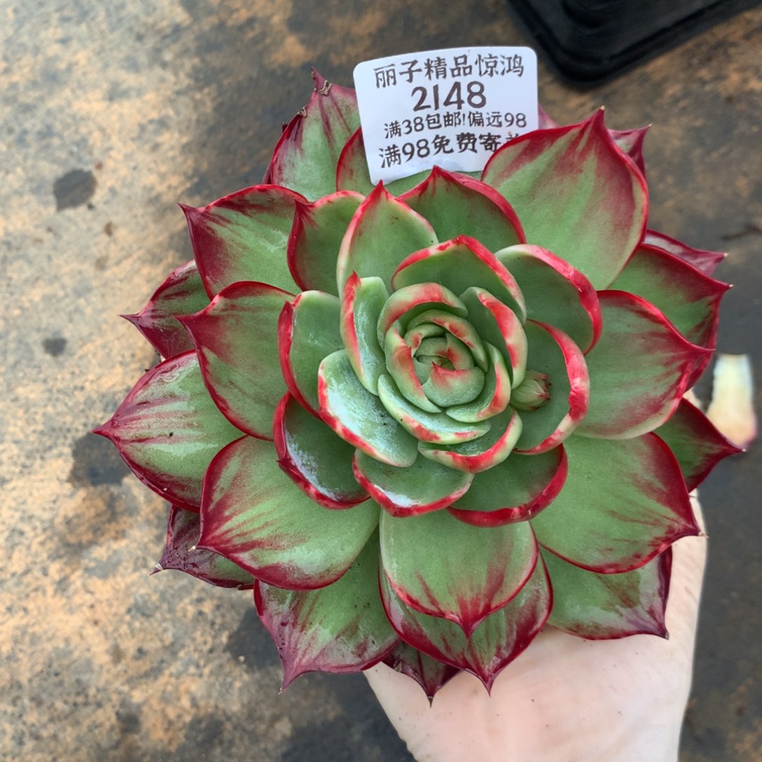 航***轩2148号多肉植物惊鸿13