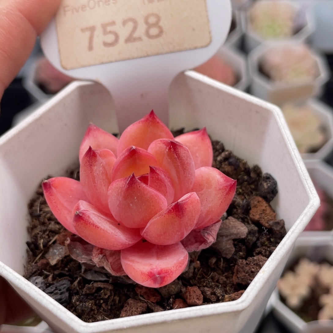 黑武士7528-4.0厘米