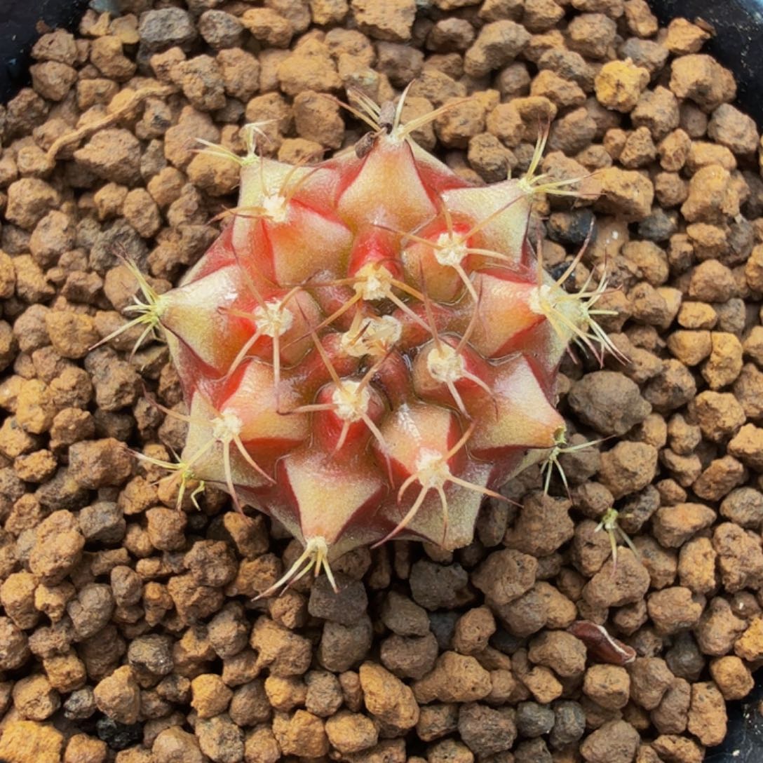 当前无花朵，栽培后可花朵