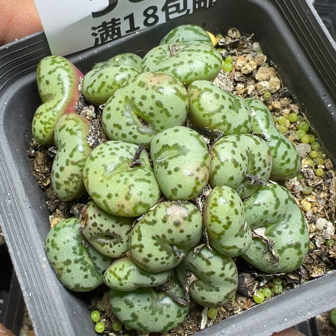 【闪购商品】 569。