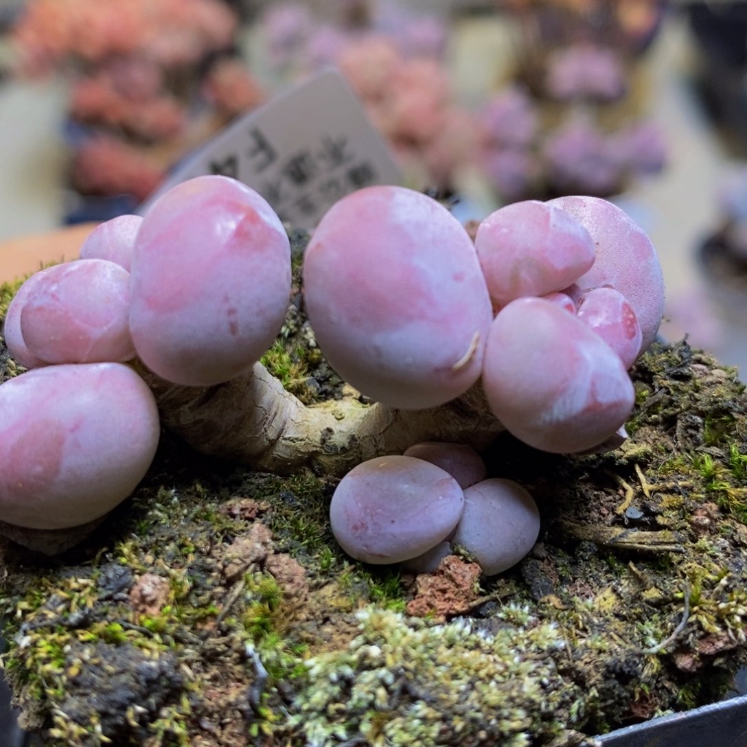 412 香玉5 厘米多肉