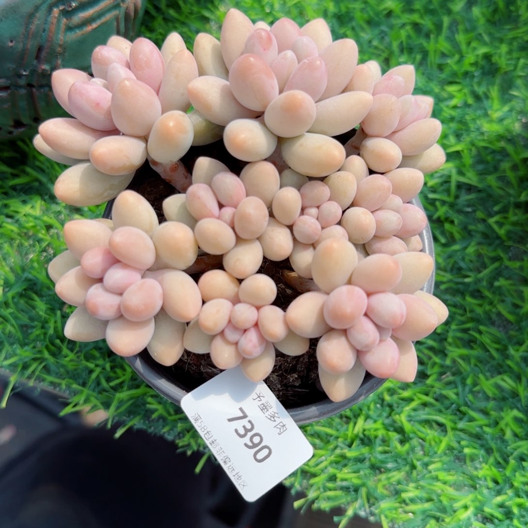 粉色恋人，7390多肉