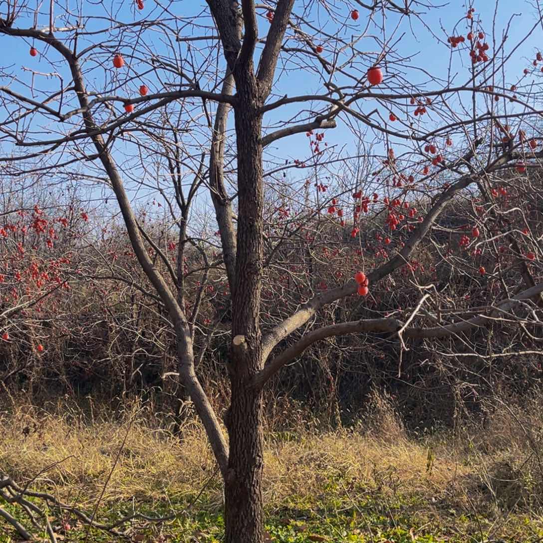 完全开放一物一拍