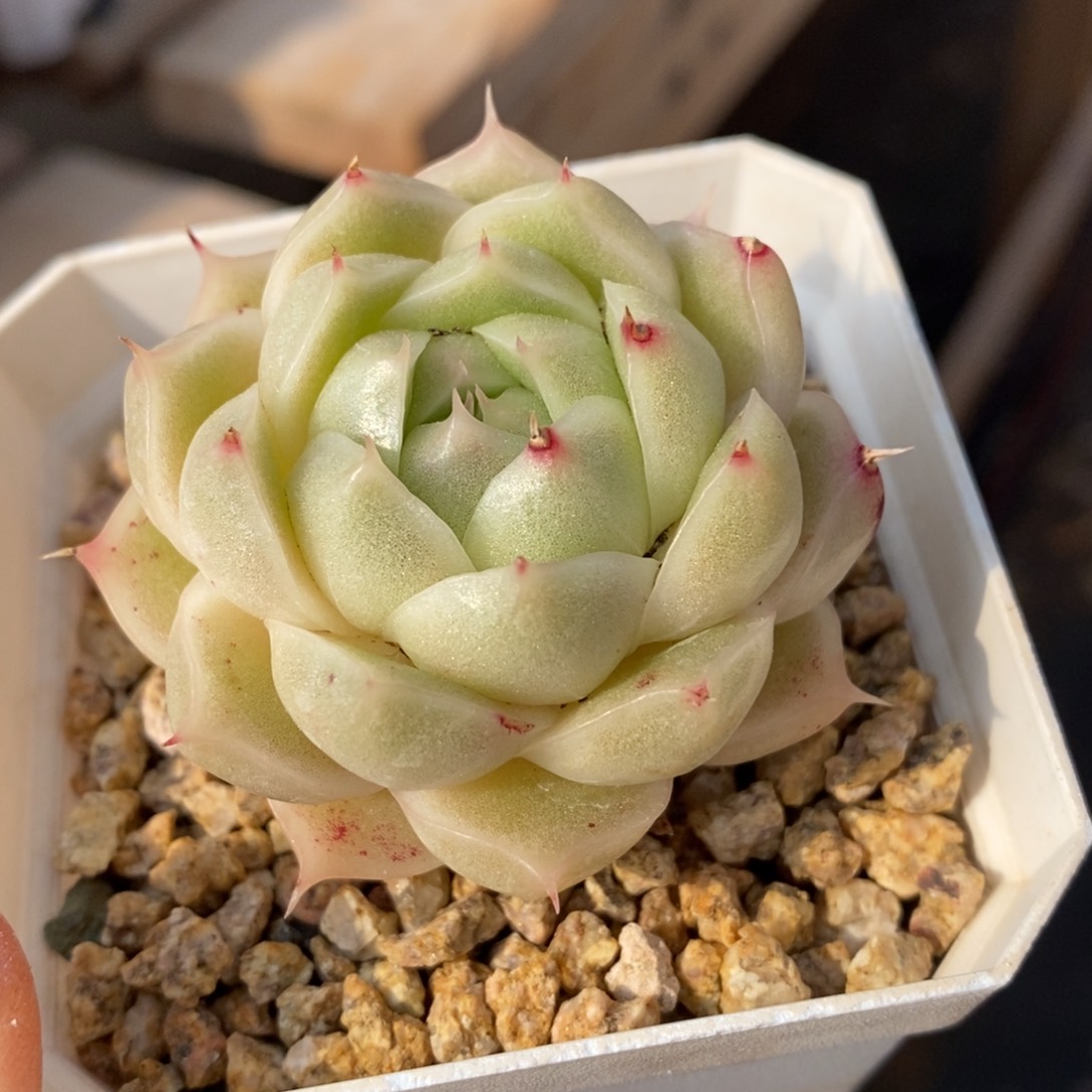 精品多肉一物一拍不包整131