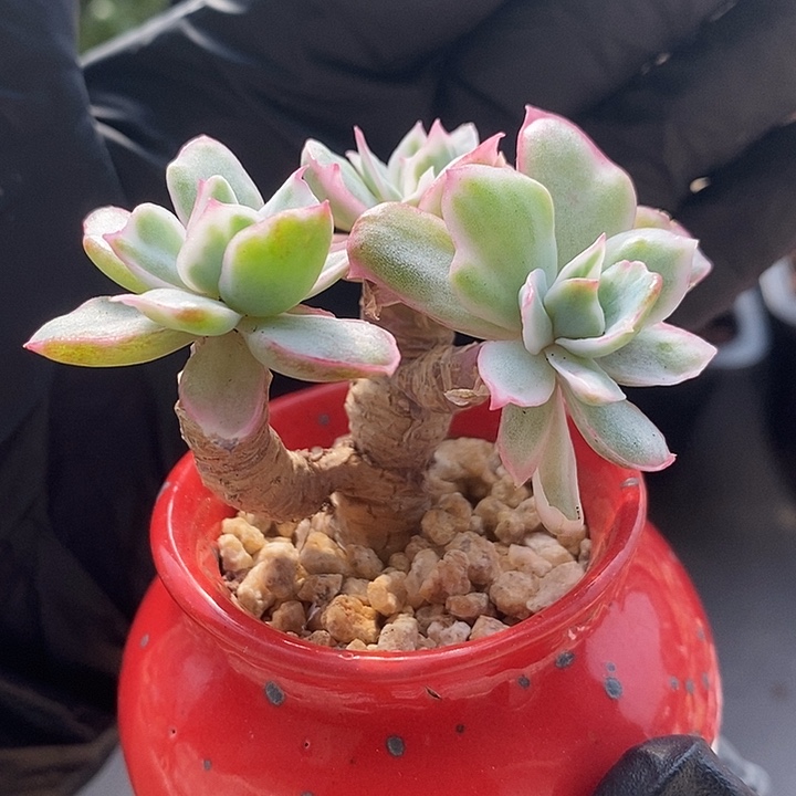 伯克利锦整无砍多肉