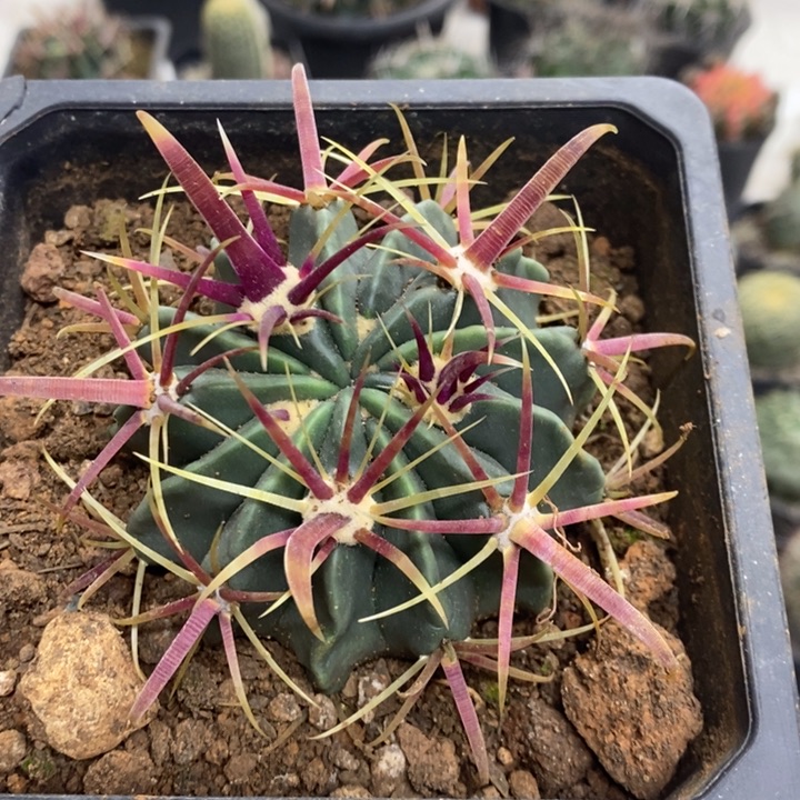 实生宽刺日出特价