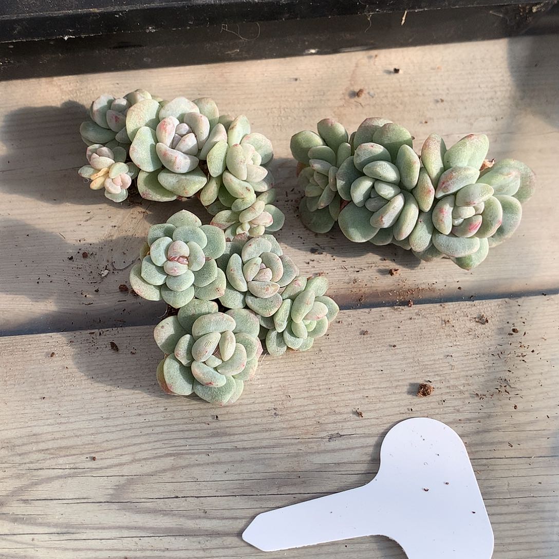 土***土土土的冰玉三颗石化11111