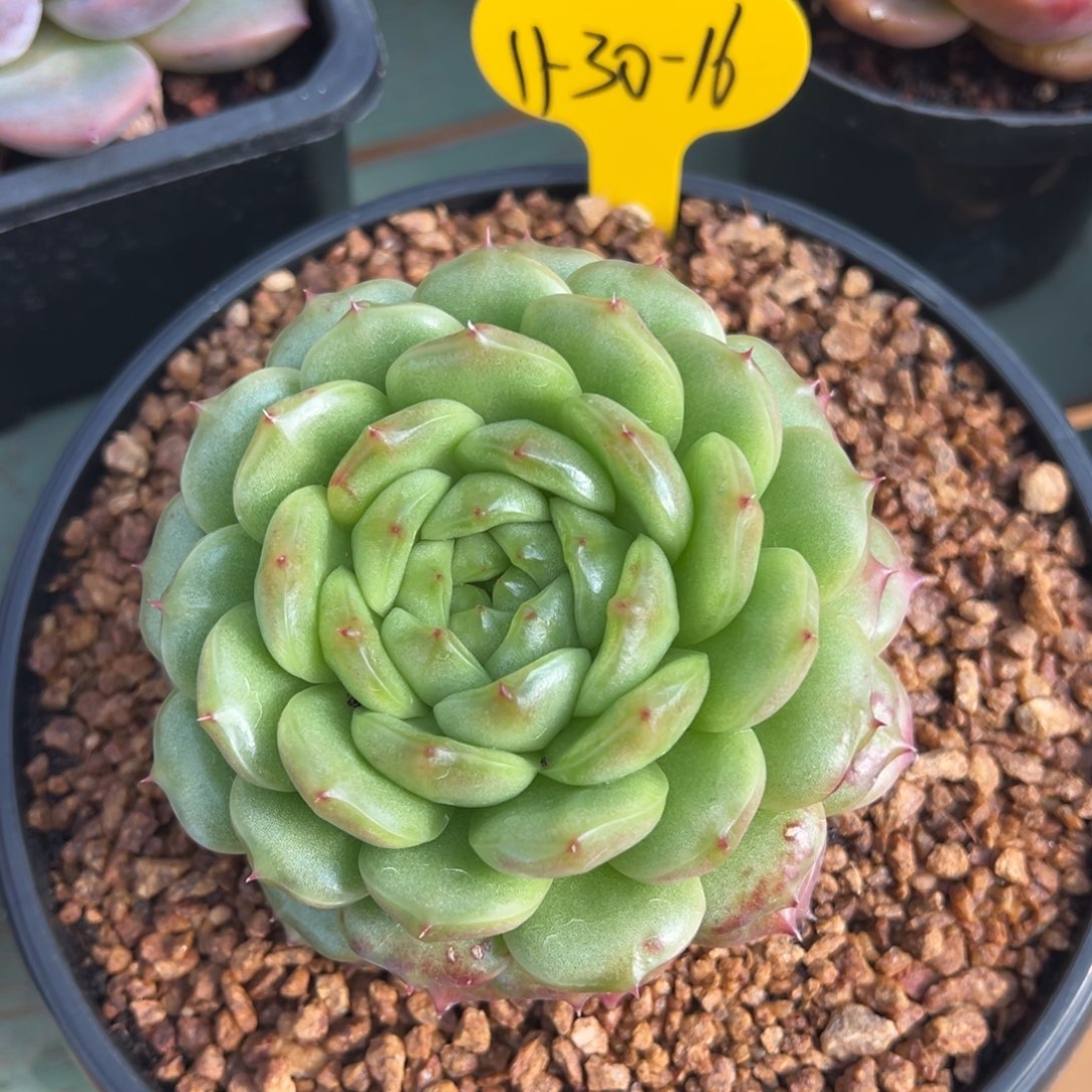 11-30-16灯泡珍妮多肉植物