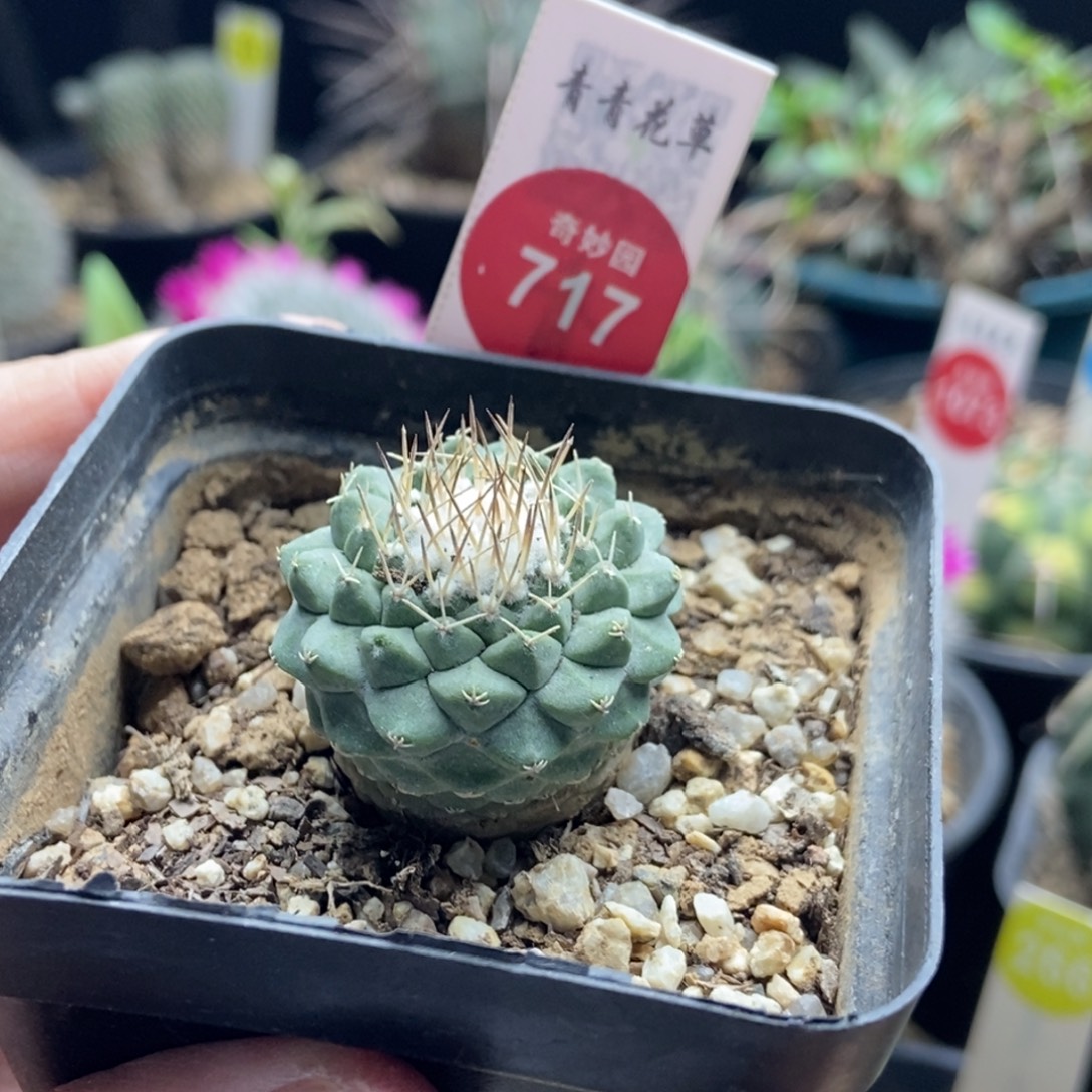 实生母本菊水3.1cm