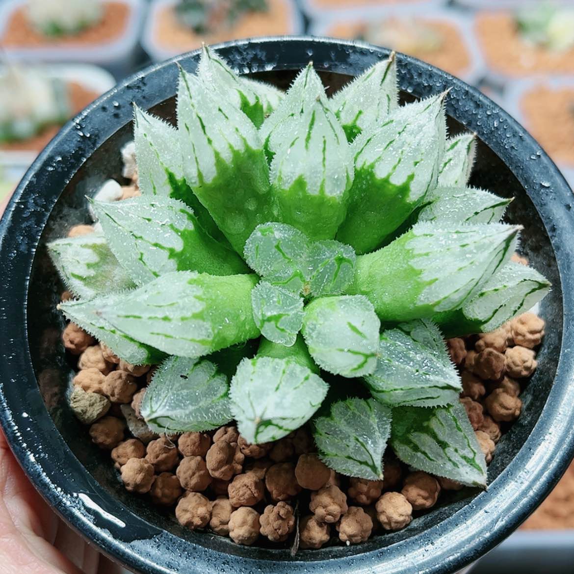 【闪购商品】冰葵1