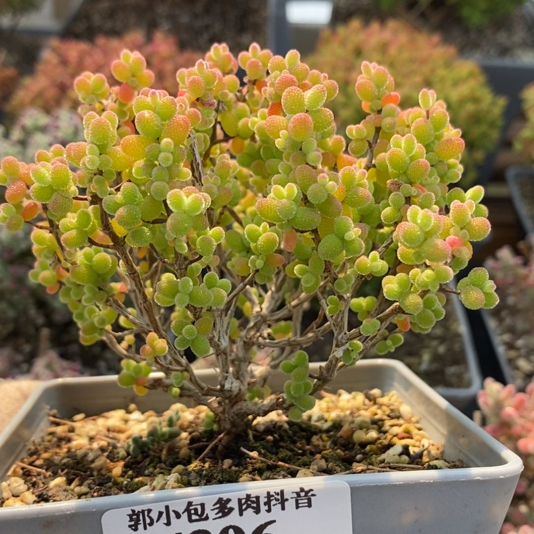 金橘糖球6206枝干番杏