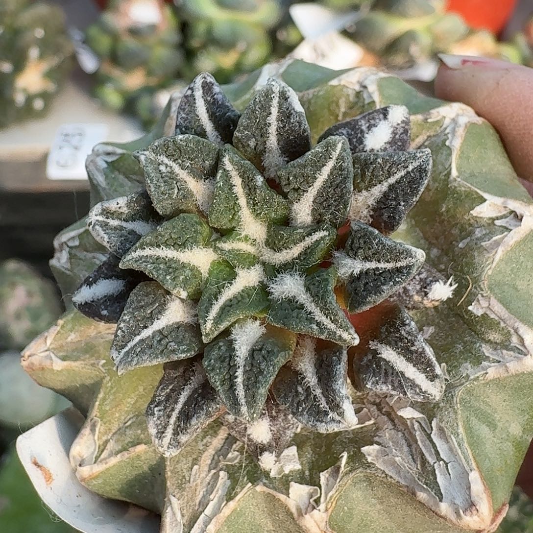全部花朵颗粒黑牡丹067